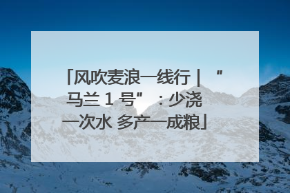 风吹麦浪一线行｜“马兰 1 号”：少浇一次水 多产一成粮